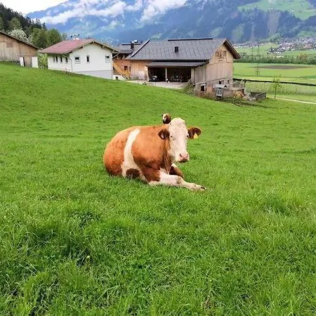 Mount Gilfert View Appartement