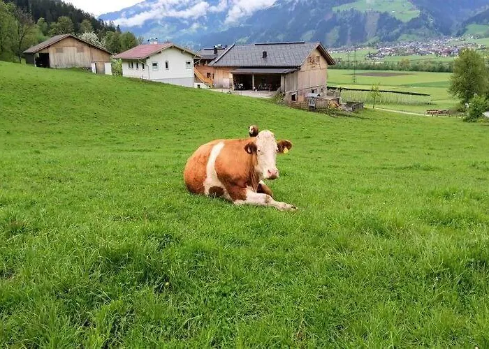 Mount Gilfert View Lejlighed